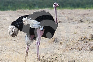 Ostrich - struthio camelus - , Ngorongor Crater, Tanzania