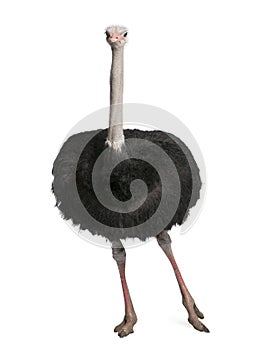 Male ostrich - Struthio camelus