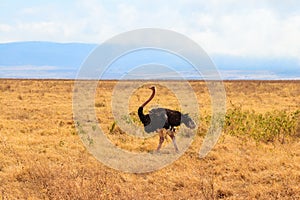 Male ostrich Struthio camelus in savanna in Ngorongoro Crater National park in Tanzania. Wildlife of Africa