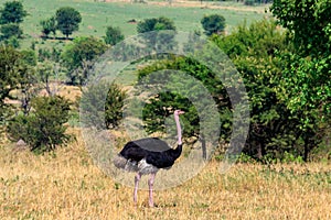 Male ostrich Struthio camelus in savanna in Serengeti National park in Tanzania