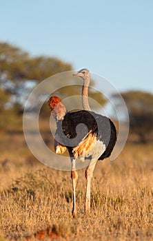 Male Ostrich photo