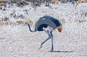 Male Ostrich, Struthio camelus, walking in grass