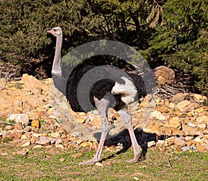 Male Ostrich walking in the savannah of South Africa