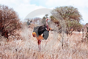 A male ostriche in the Savannah Grassland landscapes amidst acacia trees in Tsavo West National Park in Kenya