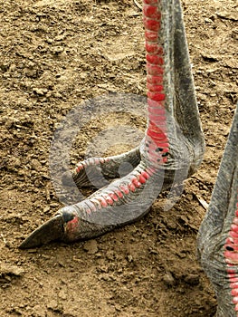 Male Ostriches feet