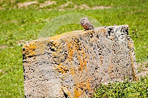 Male owl sit on cement block isolated in green spring nature.Caucasus flora and fauna. Kakheti. VAshlovani national park