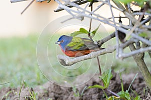 Male Painted Bunting Passerina ciris Perched on Sticks