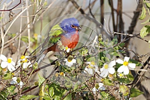 Male Painted Bunting in Spring