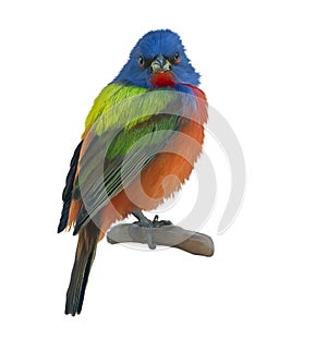 Male Painted Bunting watercolor