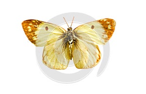 Male pale Clouded Yellow butterfly Colias hyale isolated on white background