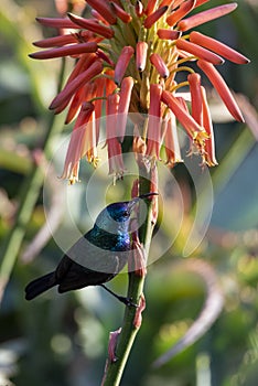 Male Palestinian sunflower on an aloe vera flower