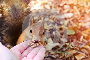 Male palm feeds a red squirrel nuts