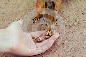 Male palm gives squirrel nuts
