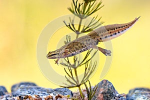 Male Palmate newt swimming in natural aquatic habitat