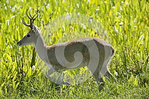 Male Pampas Deer in Grass