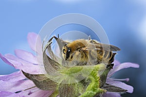 Male pantalon bee, Dasypoda hirtipes on field scabious, Knautia arvensis photo