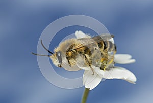 Male pantalon bee, Dasypoda hirtipes on yarrow, Achillea millefolium photo