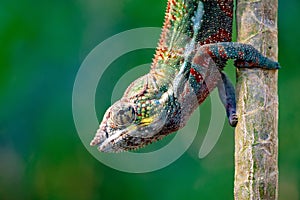 Male Panther Chameleon Furcifer Paradalis