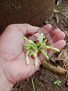 male papaya flowers in the palm of the hand