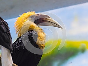 Male of Papuan or Blyth s hornbill