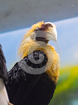 Male of Papuan or Blyth s hornbill