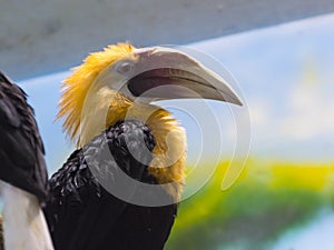 Male of Papuan or Blyth s hornbill