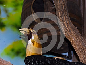 Male Papuan hornbill with the nesting box