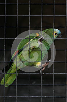 Male parrot