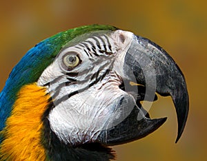 Male parrot beak