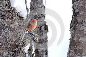 Male Parrot Crossbill (Loxia curvirostra) on old tree