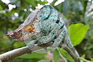 Male Parson`s Chameleon