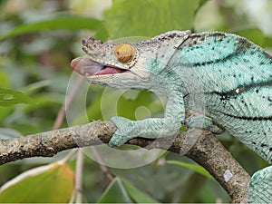 Male Parson`s Chameleon