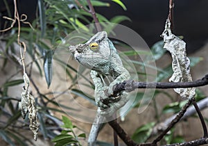 Male Parson's Chameleon photo