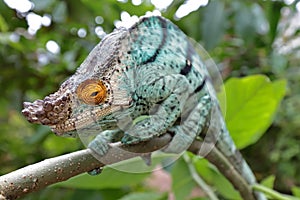 Male Parson`s Chameleon photo
