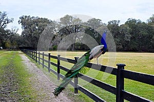 Male Peacock