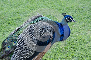 Male Peacock 2