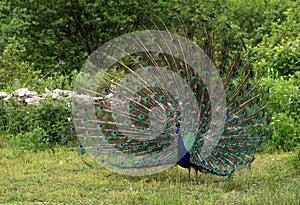 Male Peacock