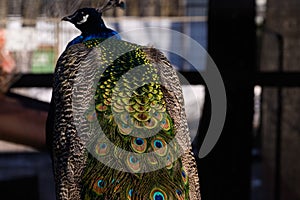 A male peacock with a beautiful bright plumage. View from the back