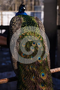 A male peacock with a beautiful bright plumage. View from the back. Vertical photo