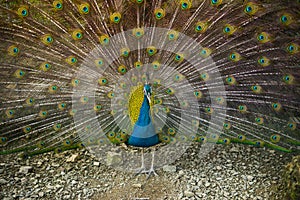 Male peacock with beautiful mating plumage