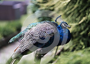 Male peacock bird with bright blue feathers and plumage