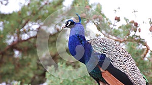 Male Peacock Bird High Up Fluffing Feathers