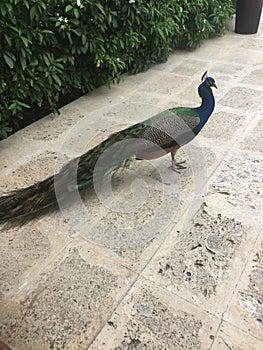 Male Peacock Bird In Jamaica