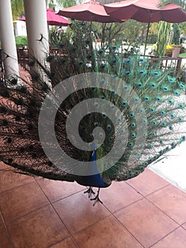 Male Peacock Bird In Jamaica; Tail Feathers Spread