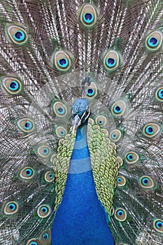 Male peacock bird with tail feathers splayed close-up