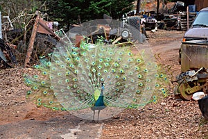 Male Peacock with Deployed Feathers.