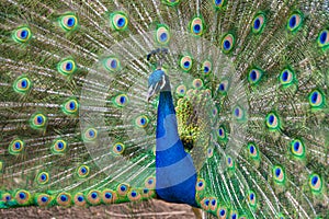 Male Peacock displaying Multicoloured, blue, green, gold, Feathers in Mating show close up low level eyeline portrait view photo