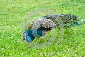 Male peacock eating in open grassy area