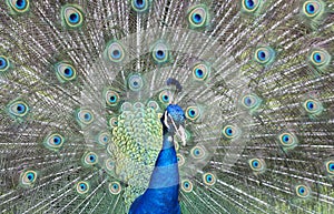 Male peacock fanning its feathers