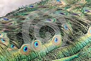 Male peacock feathers featuring the eyes